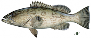 Grouper