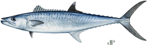 Kingfish