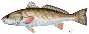 Redfish