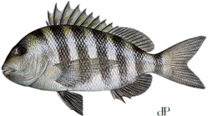 Sheepshead