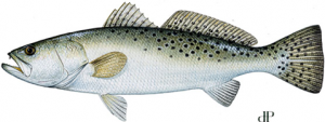 Spotted Trout