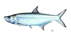 Tarpon